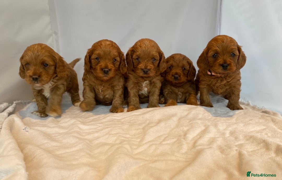 Miniature Poodle dogs for stud: Proven extensively health tested KC RED poodle in Swansea - Image 9