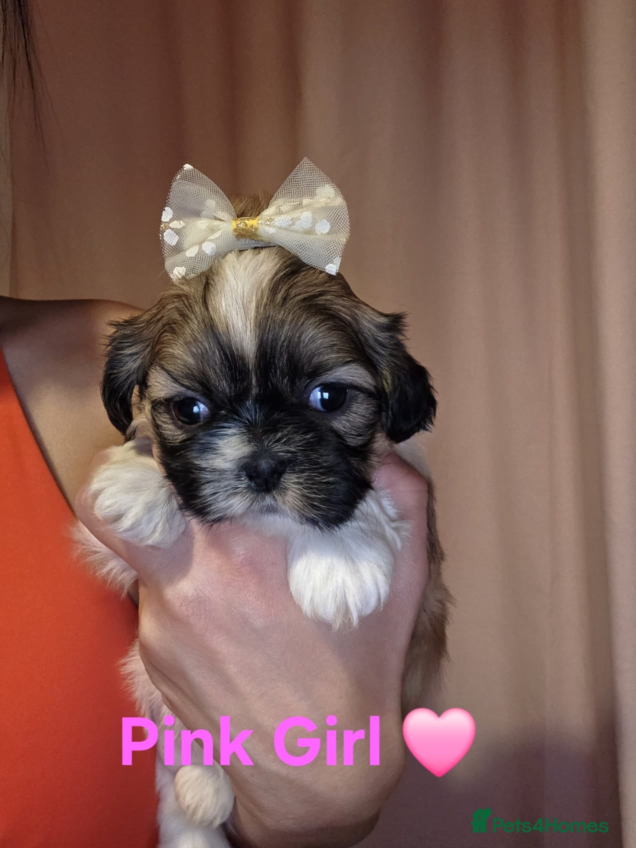 Shih Tzu dogs 🥰Adorable Shih Tzu girls🥰Only two left 🩷 and ❤️ - Advert 10