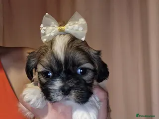 Shih Tzu dogs 🥰Adorable Shih Tzu girls🥰Only two left 🩷 and ❤️ - Advert 10