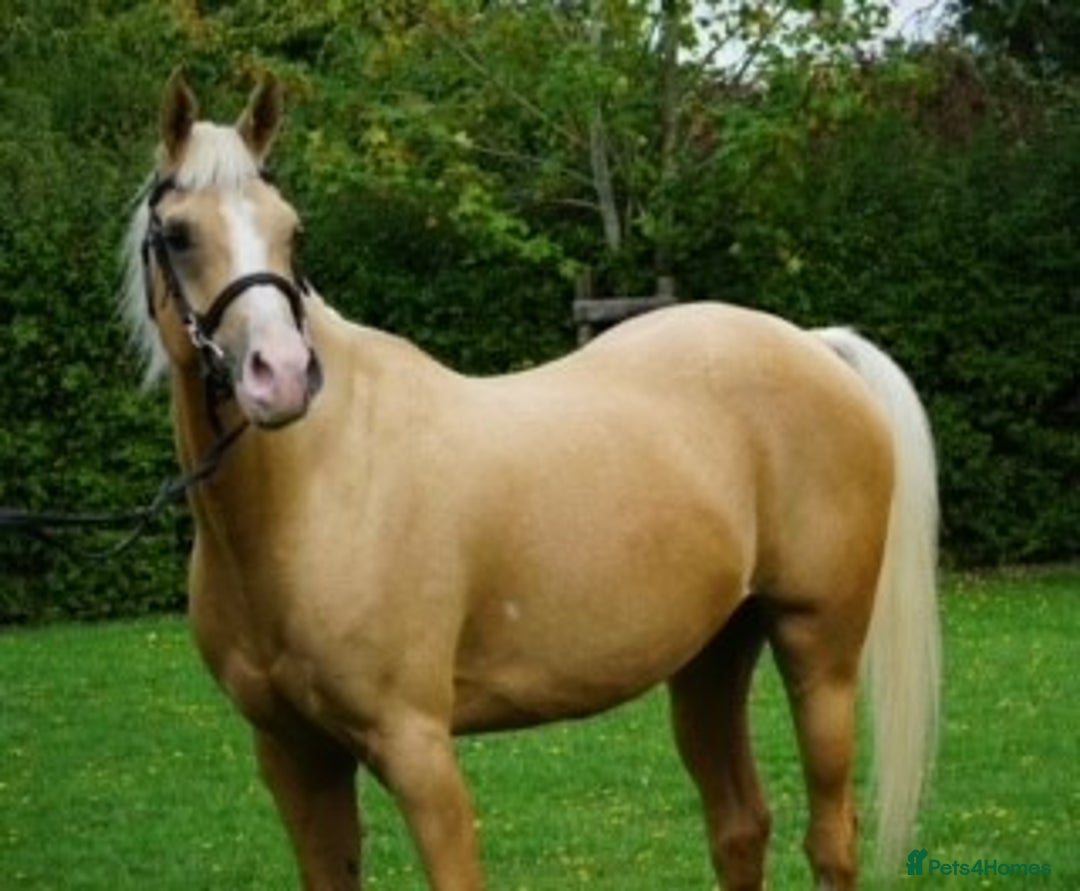Arabian horse horses for sale: Superb Part Bred Arab  - Image 4