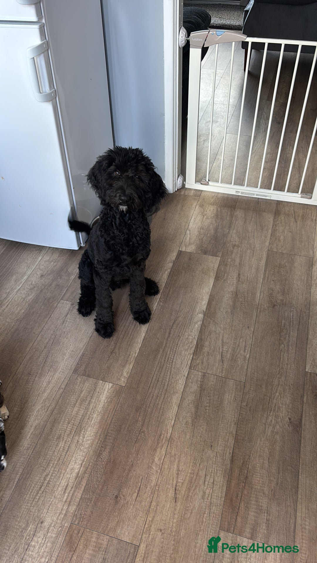 Bernedoodle dogs for sale: Berndoodle Puppy for Sale – 5 Months Old - Image 3