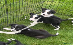 Border Collie dogs for sale: Border collie puppies ready now  - Image 11