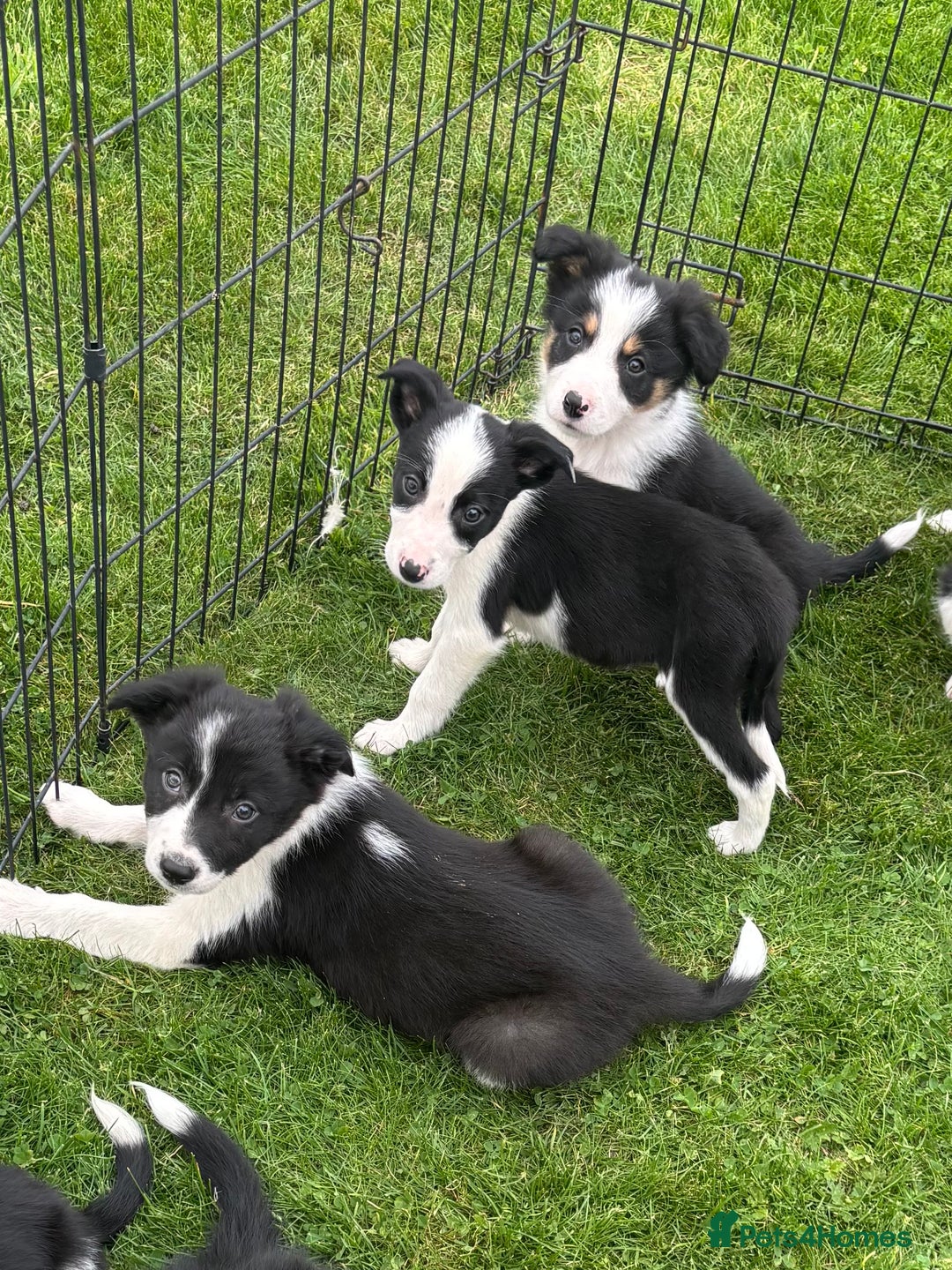 Border Collie dogs for sale: Border collie puppies ready now  - Image 11