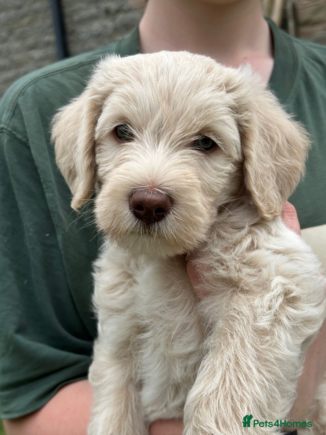 Labradoodle dogs for sale: Beautiful Puppies Ready for the Summer Holidays - Image 19