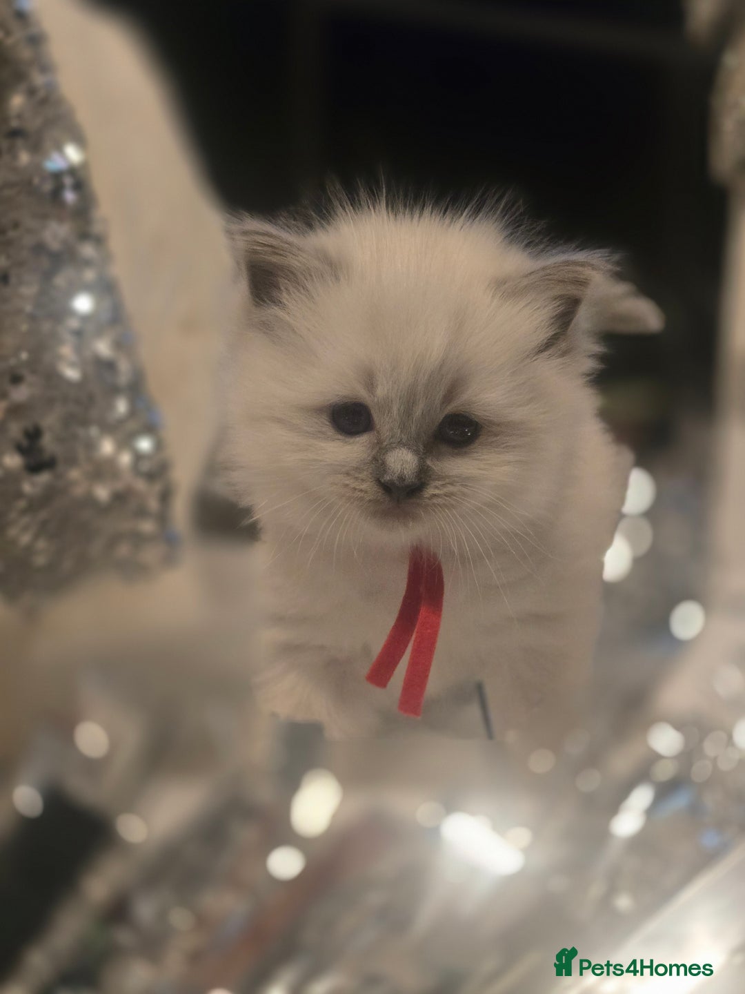 Ragdoll cats for sale: Precious GOOF Registered Ragdoll Kittens - 3 Girls - Advert 15