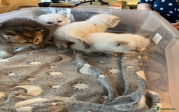 British Longhair cats for sale: Stunning British Longhair Kittens Ready to collect - Image 27