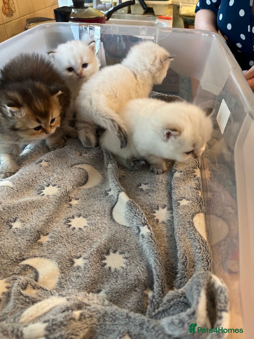 British Longhair cats for sale: Stunning British Longhair Kittens Ready to collect - Image 27
