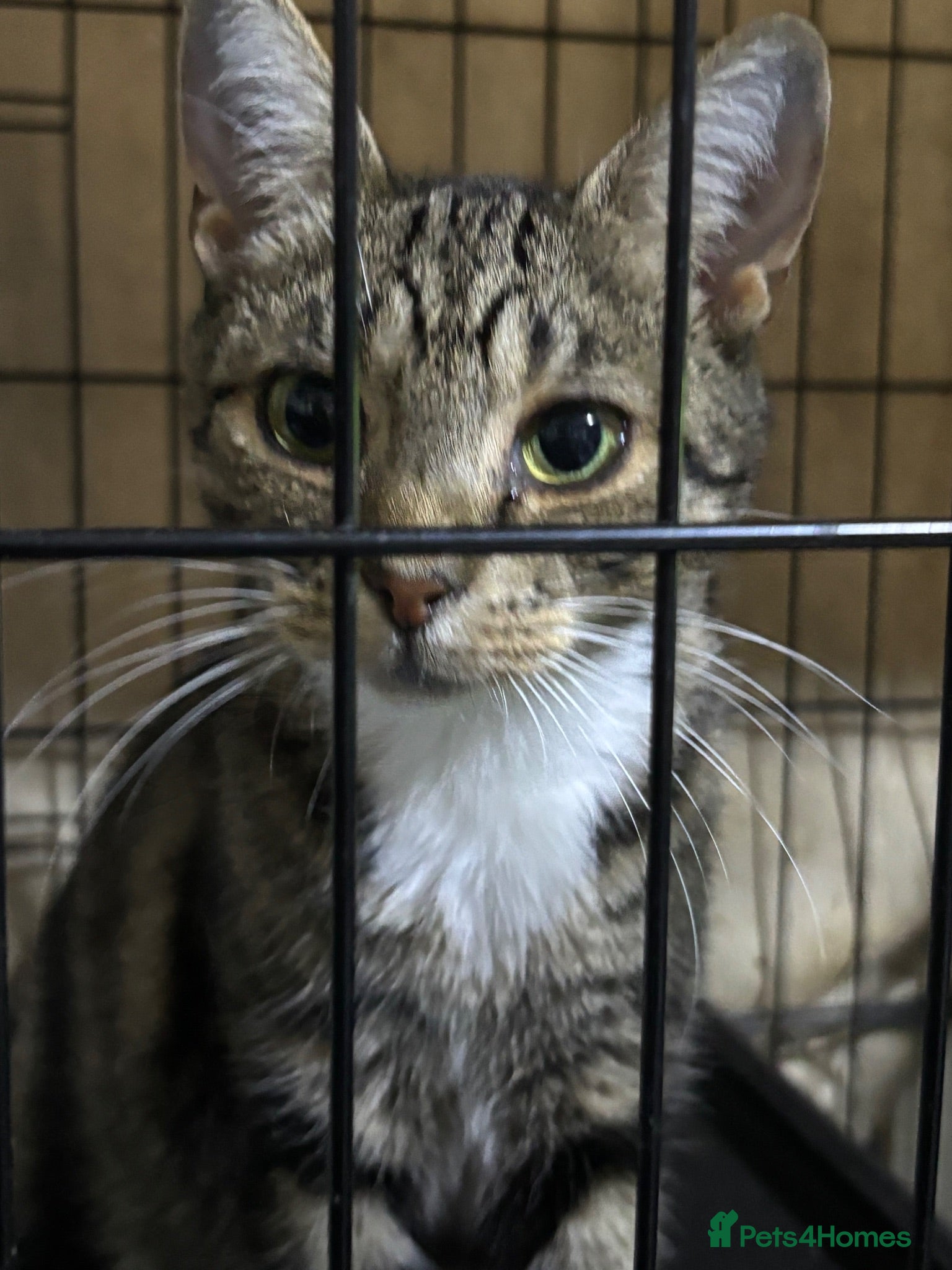 Mixed Breed cats 9 mnth female ready to give love and lots of play - Advert 1