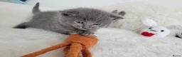 British Shorthair cats for sale: British shorthair  in Canterbury - Advert 24