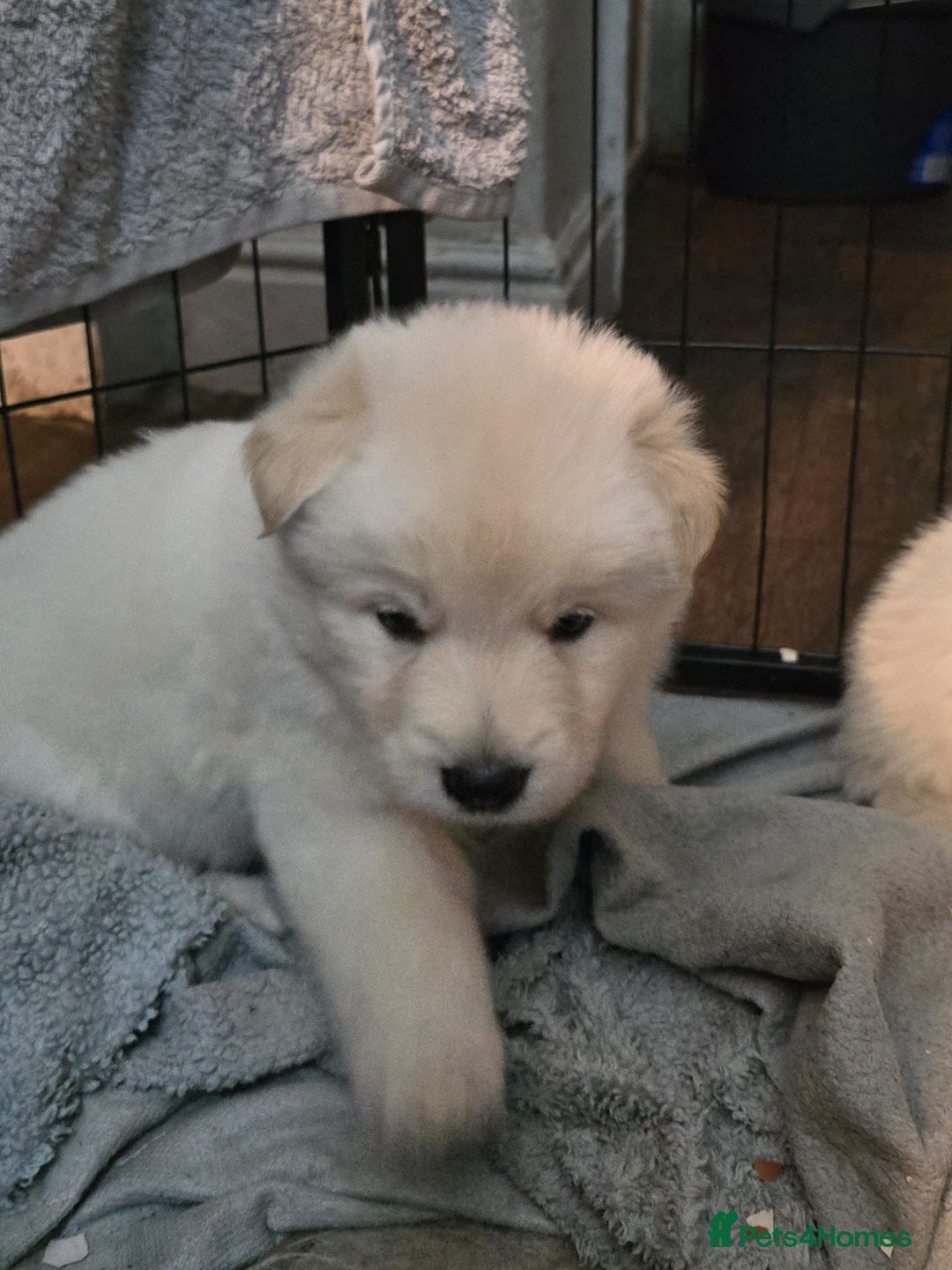 Mixed Breed dogs for sale: Northern Inuit x German shepherd puppies for sale  - Advert 11