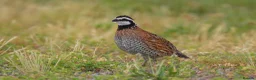 Quail poultry for sale: 12 Bob White hatching eggs £30 per dozen - Advert 2