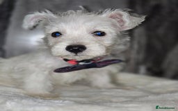 West Highland Terrier dogs for sale: Ready to leave now fully vaccinated 💕 - Image 8
