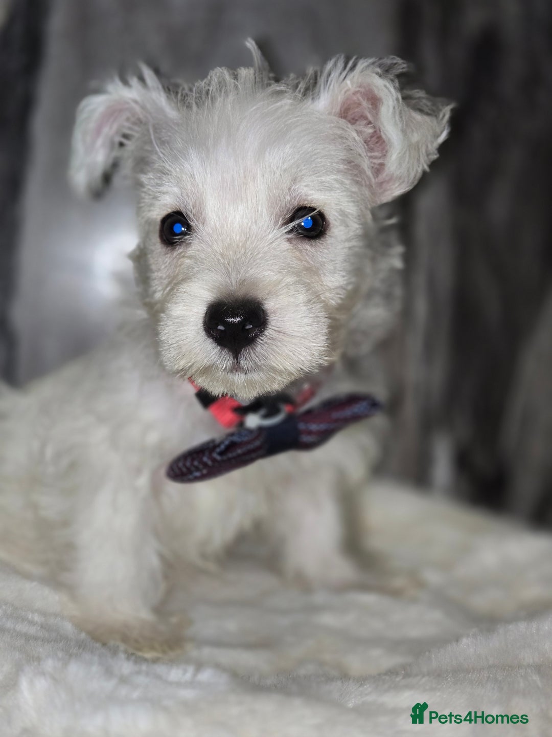 West Highland Terrier dogs for sale: Ready to leave now fully vaccinated 💕 - Image 8