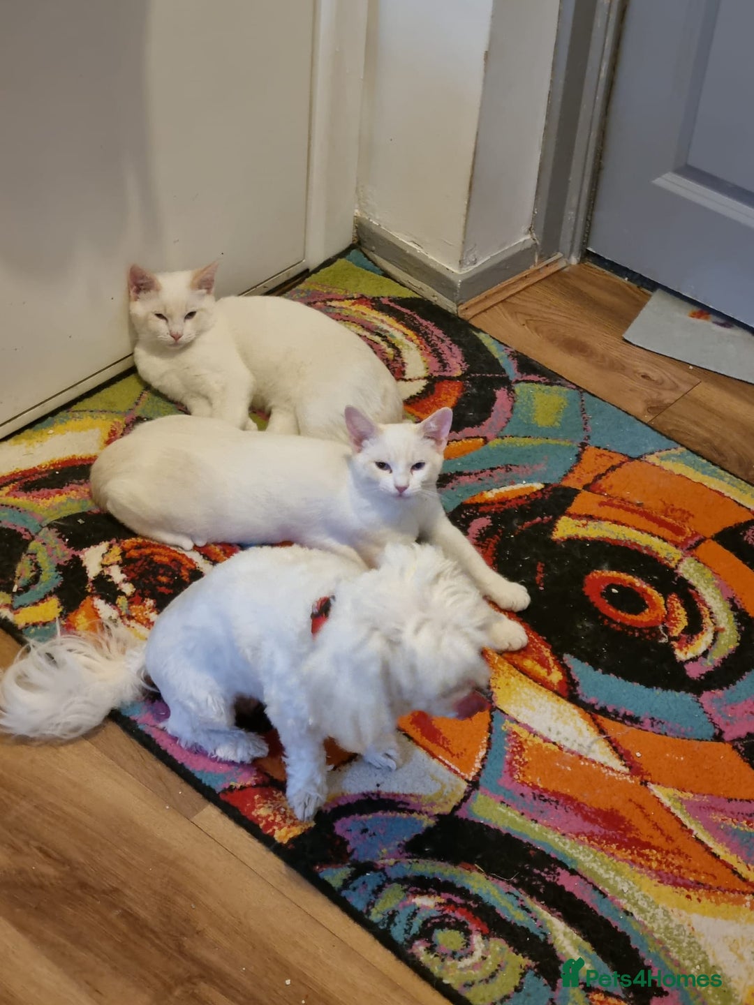 Siamese cats for sale: Flame point siamese  - Advert 4
