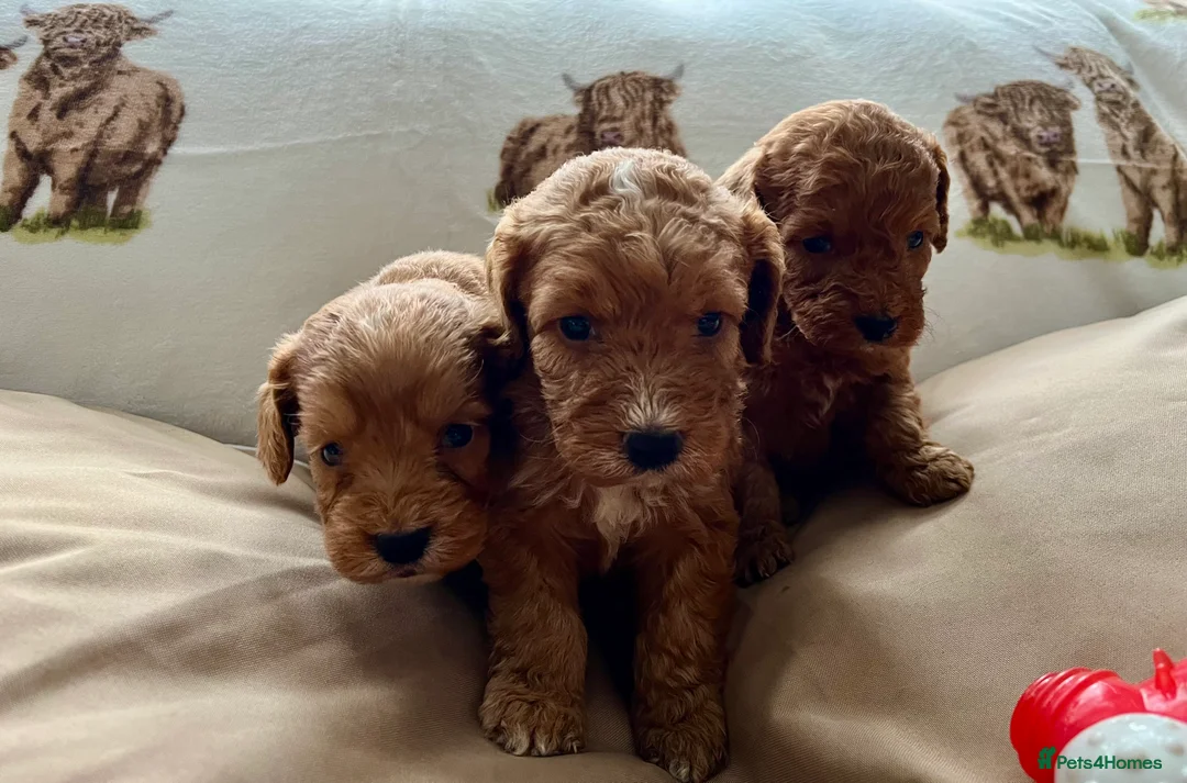 Cockapoo dogs for sale:  Stunning F1 DNA clear cockapoo puppies  - Advert 5