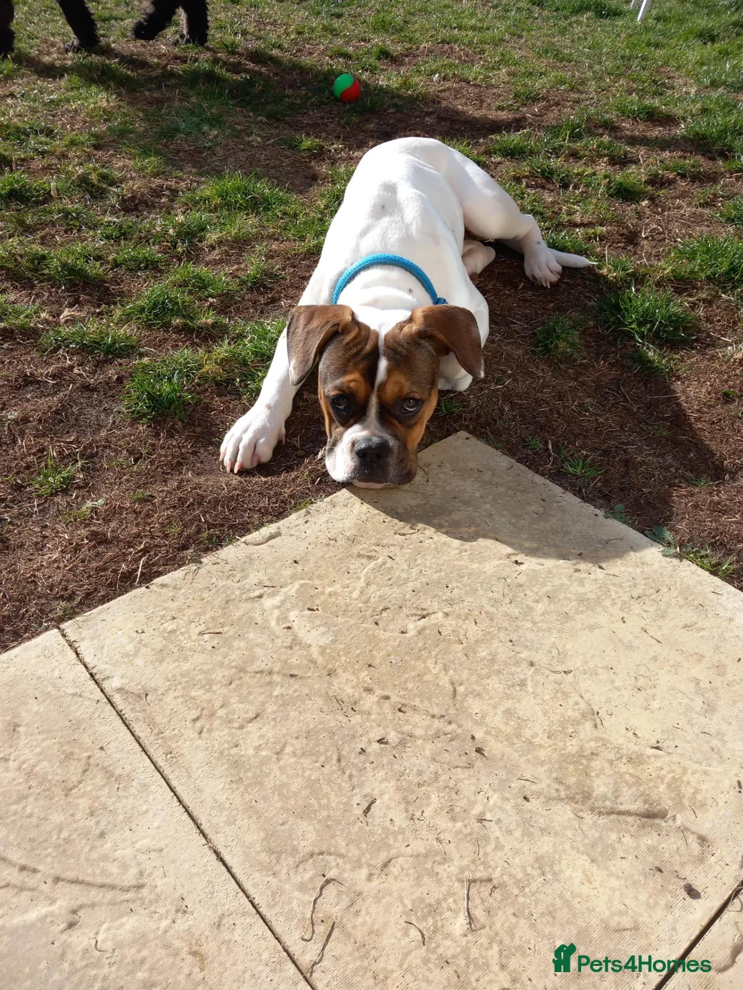 Mixed Breed dogs for sale: 6 months old  - Advert 1