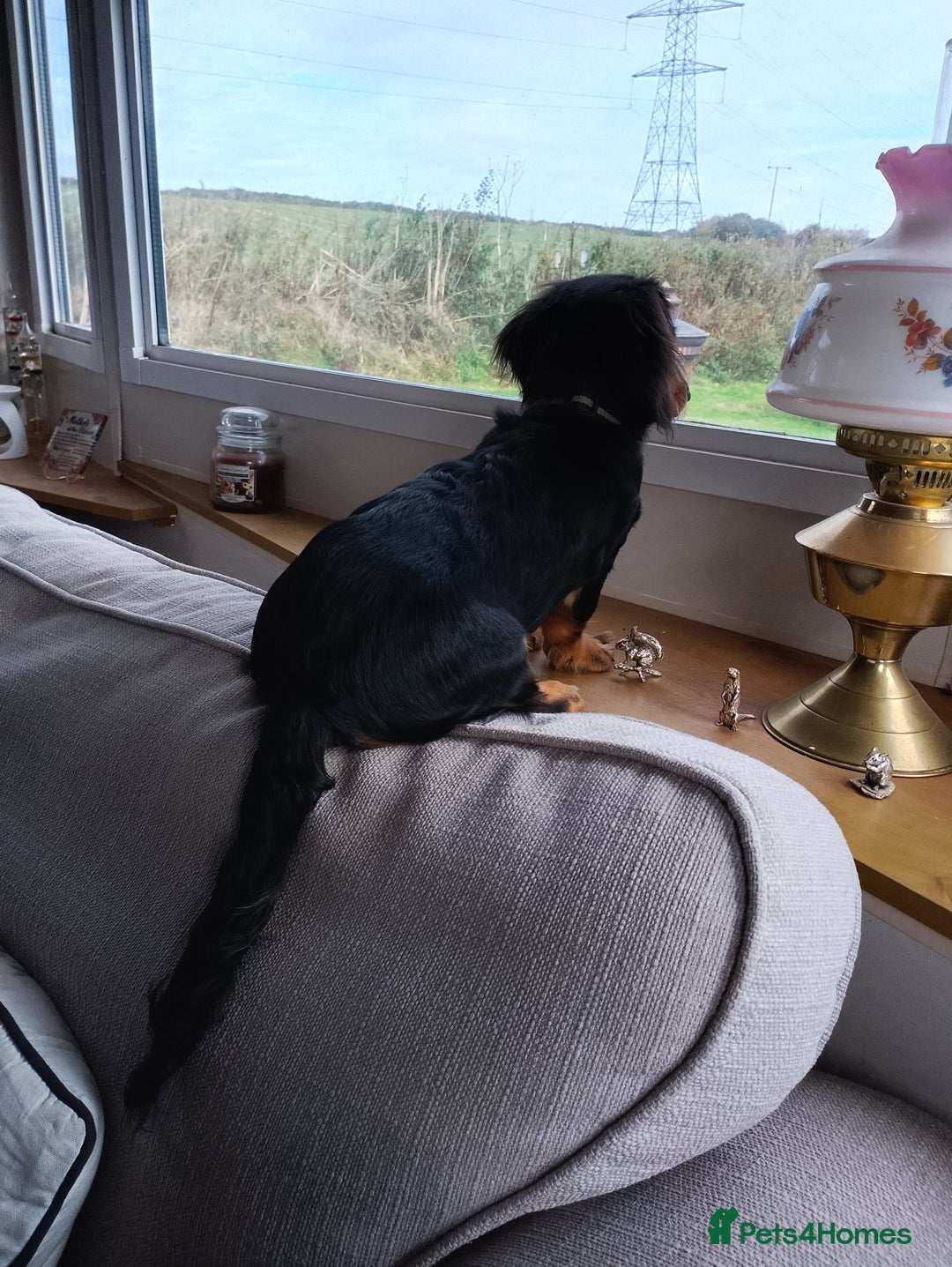 Miniature Dachshund dogs for sale: Miniature dashchund  - Advert 3