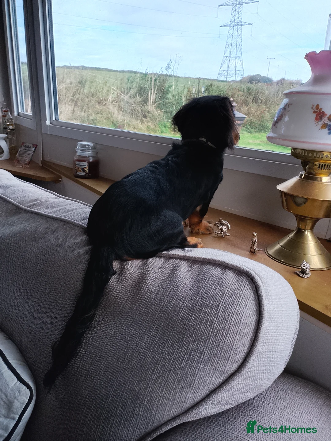 Miniature Dachshund dogs for sale: Miniature dashchund  - Advert 3