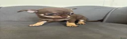 Chihuahua dogs for sale: Stunning KC Reg Chocolate Chihuahuas - Advert 21