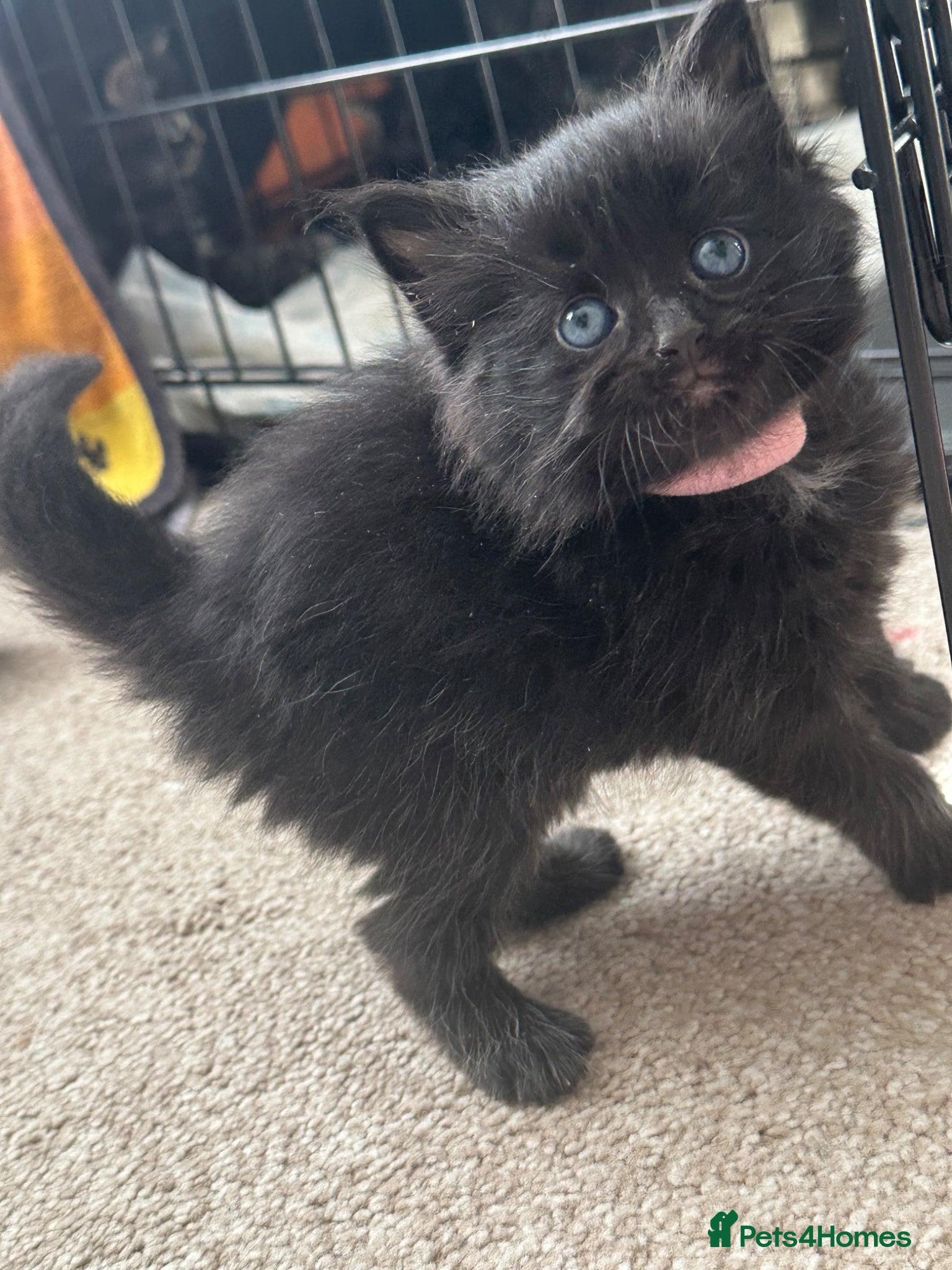 Maine Coon cats Three quarter Maine coon kittens - Advert 4