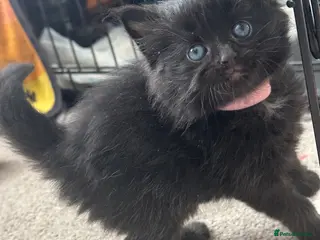 Maine Coon cats Three quarter Maine coon kittens - Advert 4