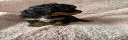 Cavapoo dogs for sale: Cavapoo f1 boy  - Advert 5
