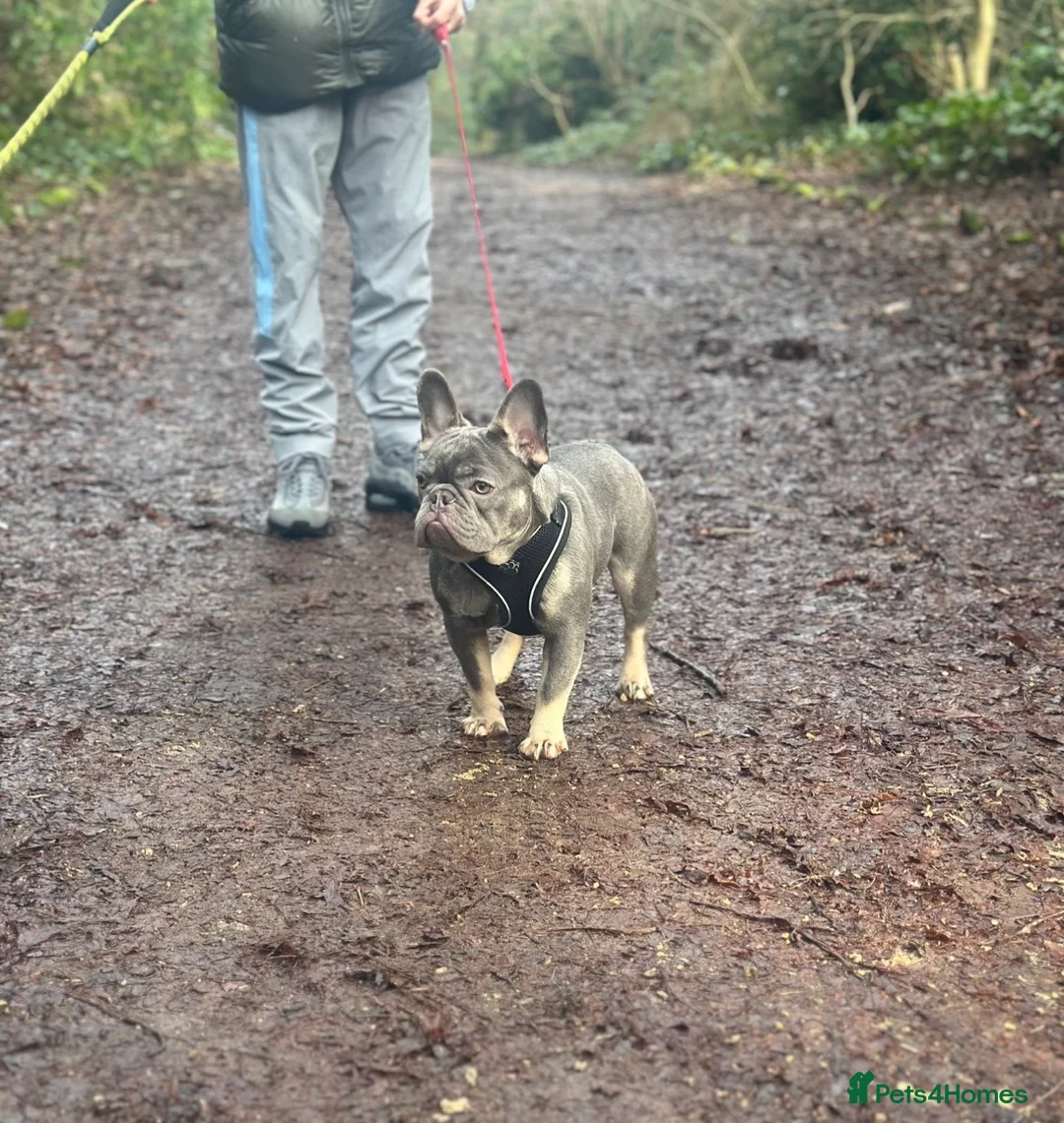 French Bulldog dogs for stud: Lilac and tan French bulldog stud carry Isabella - Advert 1