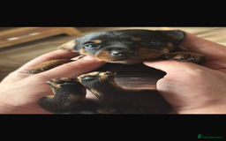 Dachshund dogs for sale: Dachshund puppies  - Image 7
