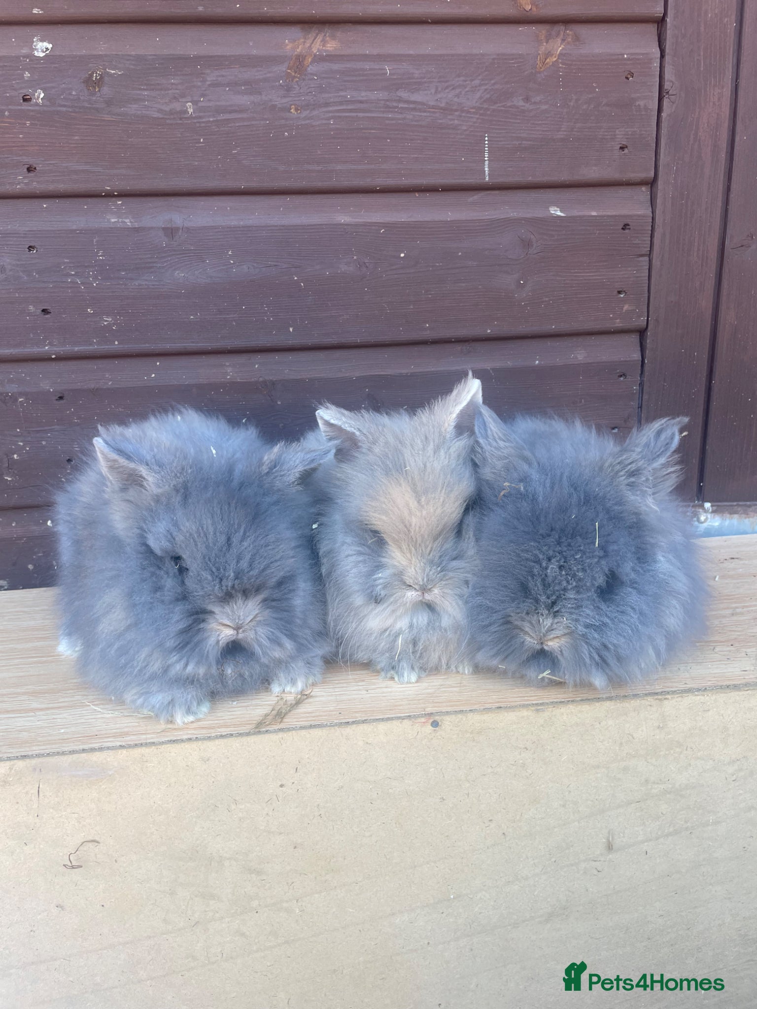 Lionhead rabbits Adorable Baby Boy Lionhead bunnies  - Advert 2