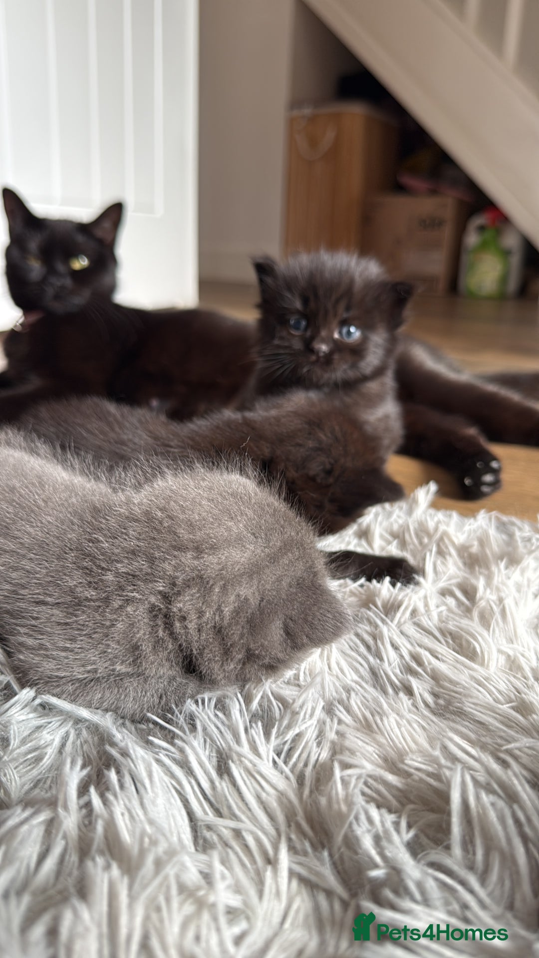 British Shorthair cats for sale: 3 british short hair kitty’s for sale  - Image 7