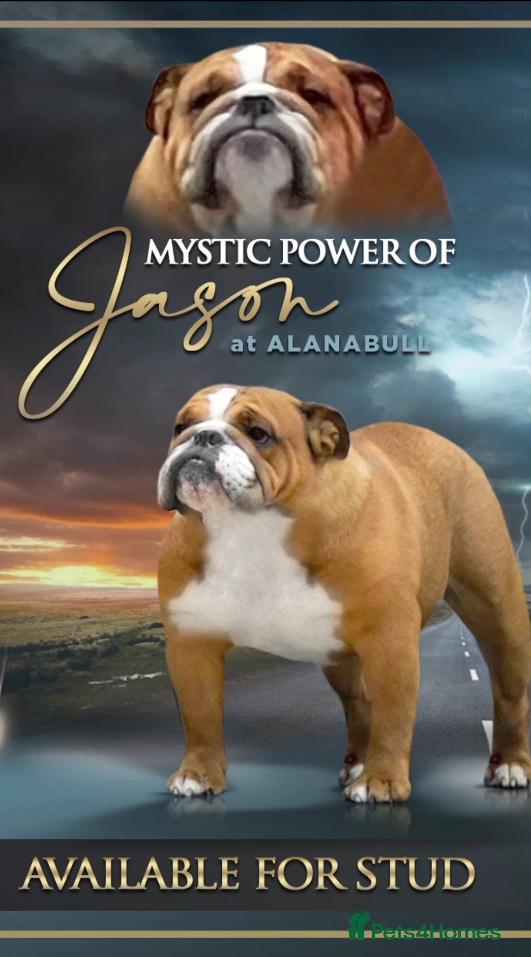 English Bulldog dogs for stud: TRUE TO TYPE - STANDARD - At Stud  in Ilkeston - Advert 6