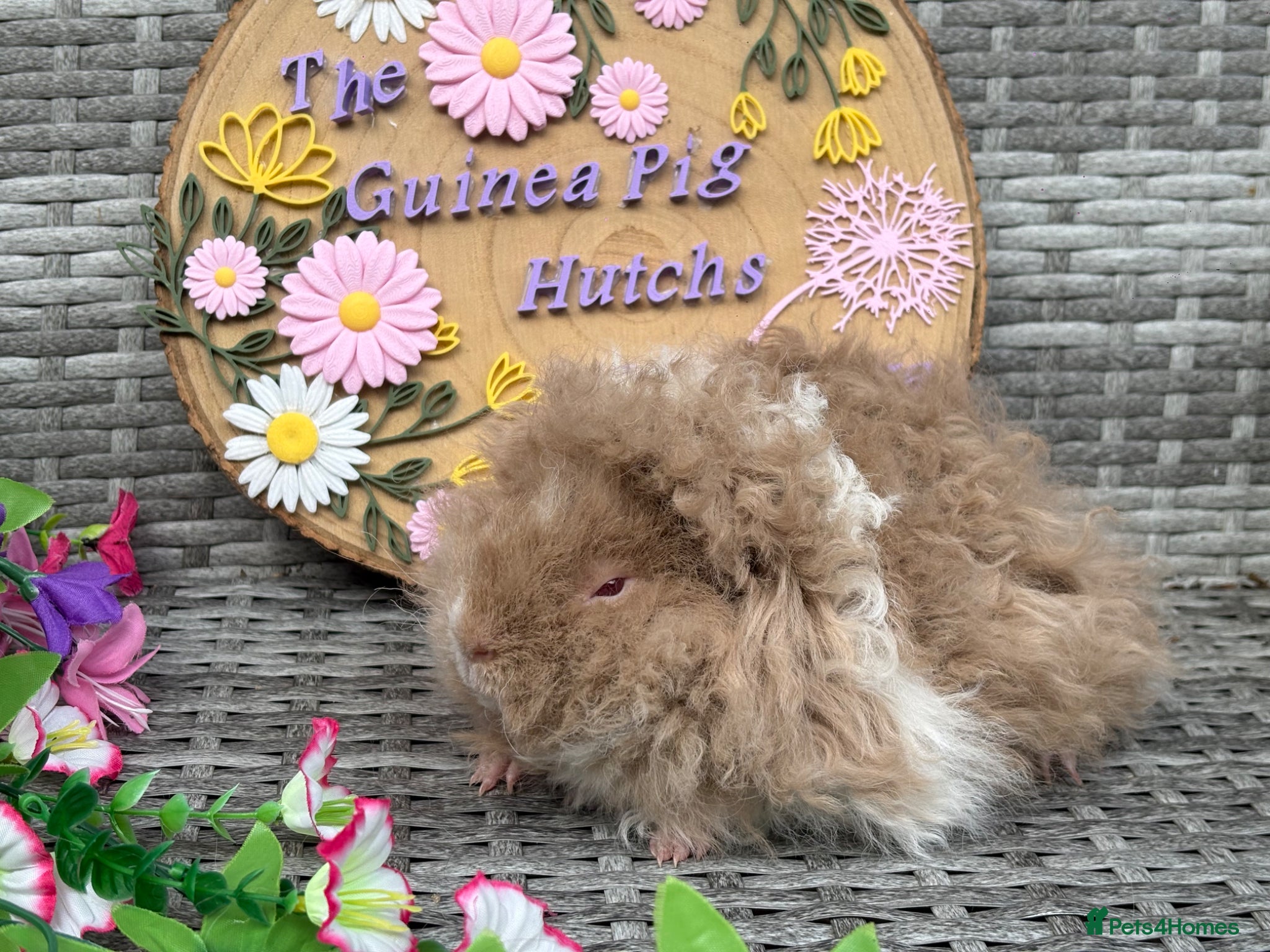 Guinea Pig rodents for sale: Purebred Lunkarya - Advert 26
