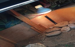 Tortoise reptiles for sale: Horsefield tortoise  - Image 4