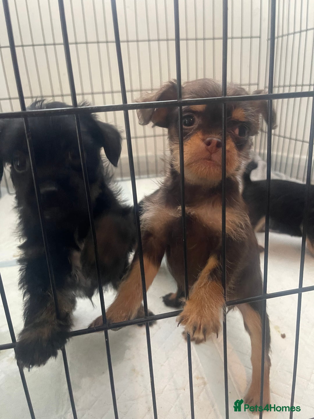 Mixed Breed dogs for sale: Jackapoo/French bulldog  - Advert 27