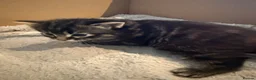 Mixed Breed cats for sale: Female kitten for sale in Saltash - Advert 5