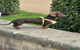 Miniature Dachshund dogs for sale: Male and female dachshund not related  - Image 4