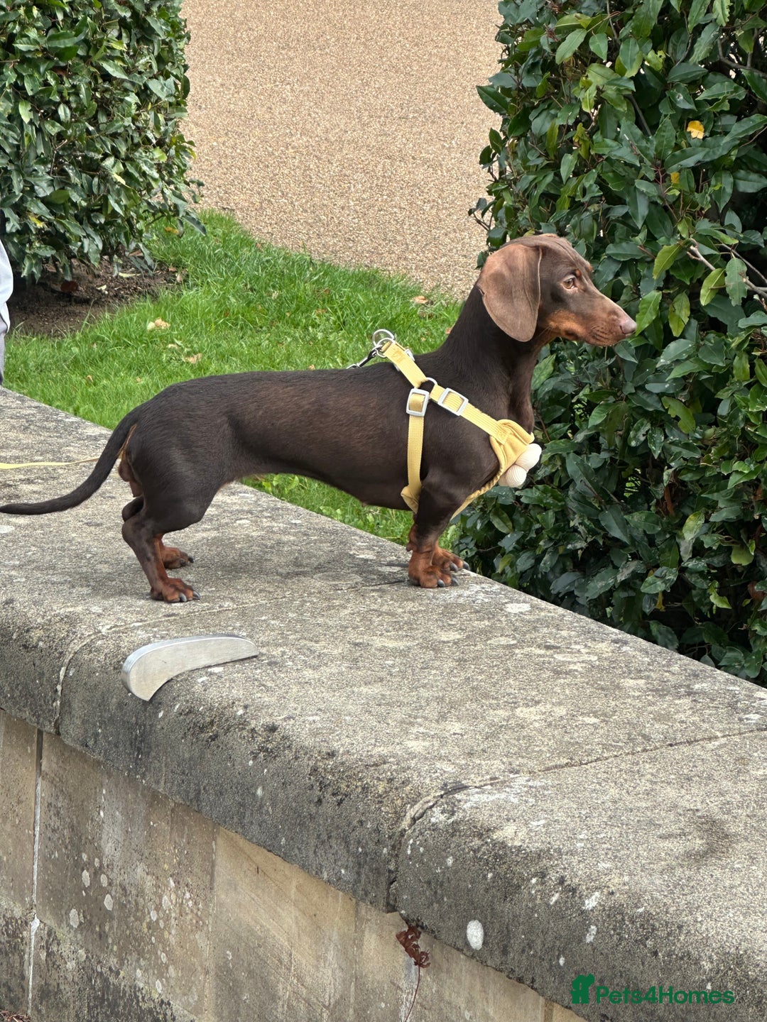Miniature Dachshund dogs for sale: Male and female dachshund not related  - Image 4
