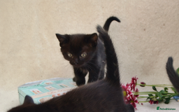 Mixed Breed cats for sale: Gorgeous Maine-Coon/Ragdoll/Bombay Mix Kittens!!! - Image 17