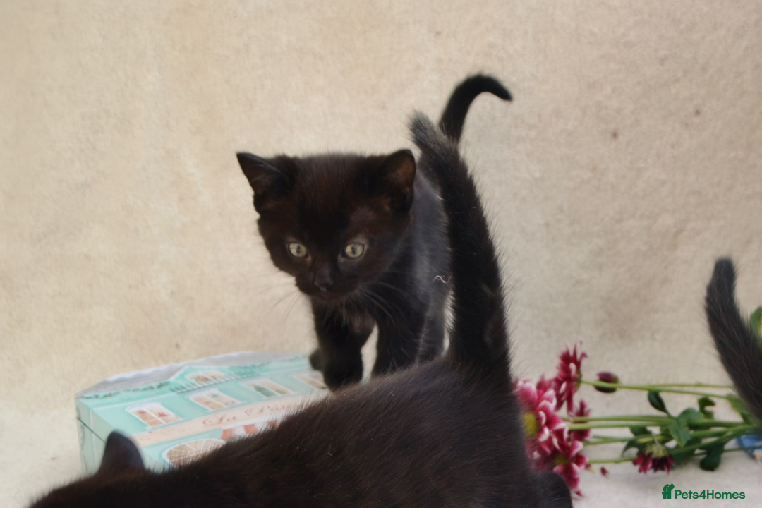 Mixed Breed cats for sale: Gorgeous Maine-Coon/Ragdoll/Bombay Mix Kittens!!! - Image 17