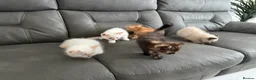 Mixed Breed cats for sale: Persian cross Birman Cat  in Doncaster - Advert 20