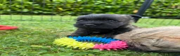 Cairn Terrier dogs for sale: Beautiful KC Reg Cairn Terrier Puppies 🐾  - Advert 26