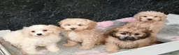 Cavapoo dogs for sale: Beautiful cavapoo pups for sale - Advert 2