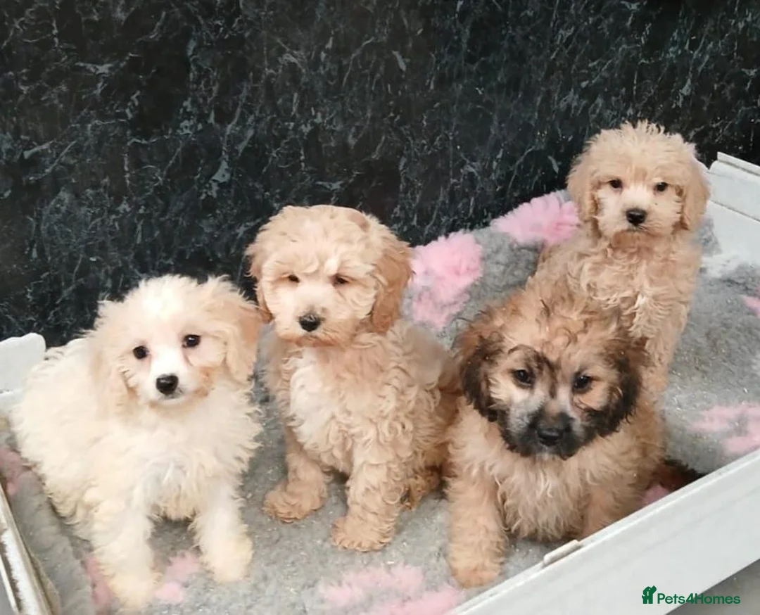 Cavapoo dogs for sale: Beautiful cavapoo pups for sale - Advert 2