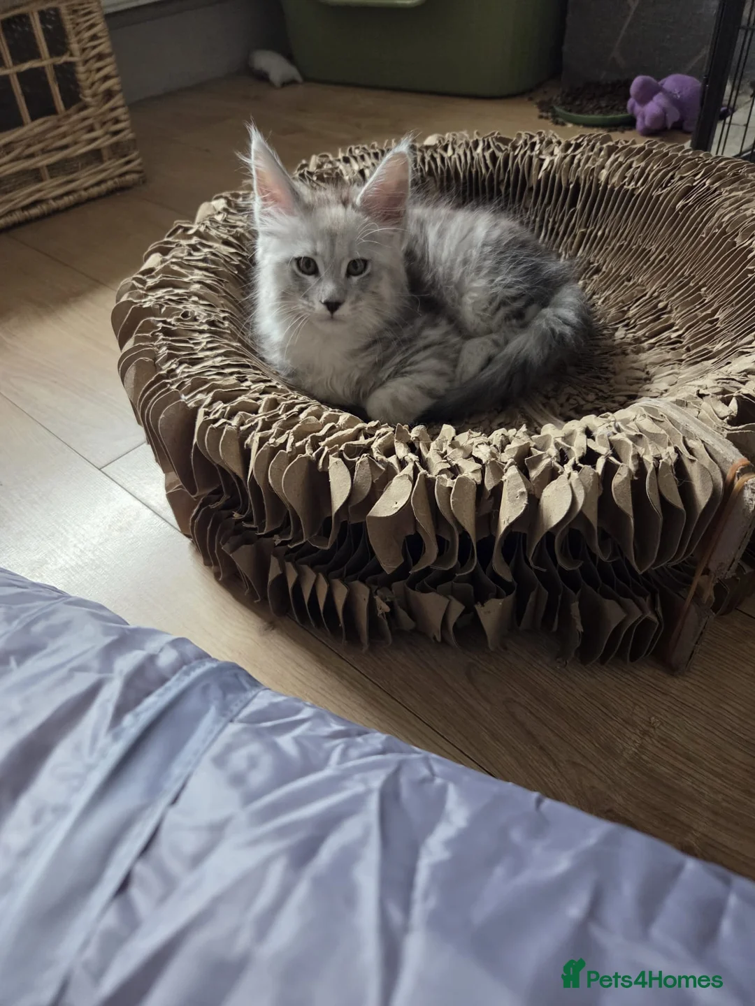 Maine Coon cats for sale: shaded Mainecoon - Advert 1