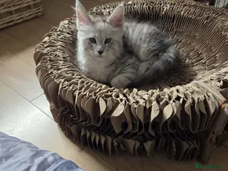 Maine Coon cats shaded Mainecoon - Advert 6