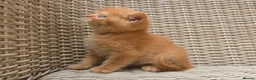 British Shorthair cats for sale: Stunning British Shorthair Kittens  - Advert 13