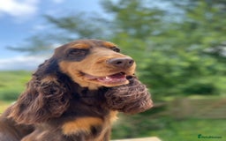 Cocker Spaniel dogs for stud: TRUE TO TYPE- Chocolate & Tan Show Cocker Spaniel in Holywell - Image 1