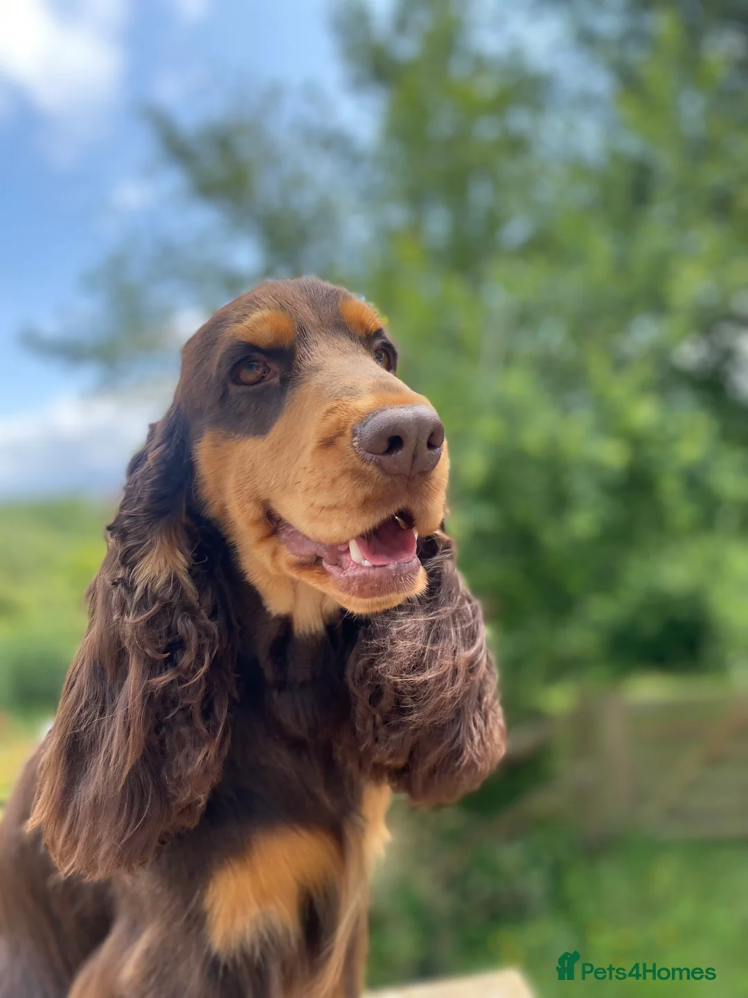 Cocker Spaniel dogs for stud: TRUE TO TYPE- Chocolate & Tan Show Cocker Spaniel in Holywell - Advert 7
