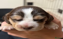 Cocker Spaniel dogs for sale: Stunning KC Reg Cocker Spaniel Pups Choco/Black - Image 2