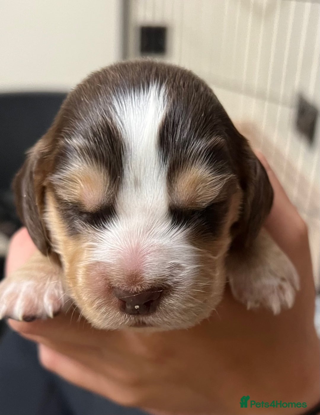 Cocker Spaniel dogs for sale: Stunning KC Reg Cocker Spaniel Pups Choco/Black - Image 2